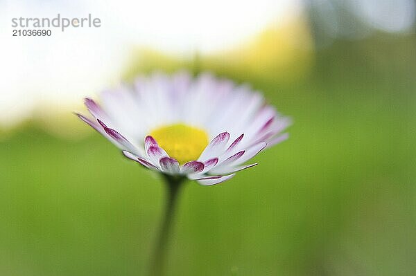 Daisy with lots of bokeh on a meadow. bright out of focus on the flower. Delicate colors in nature