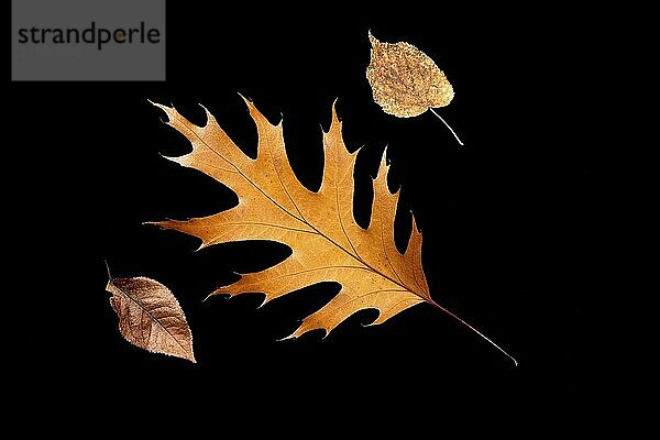 An abstract flat lay photo of dried autumn leaves set against a black background