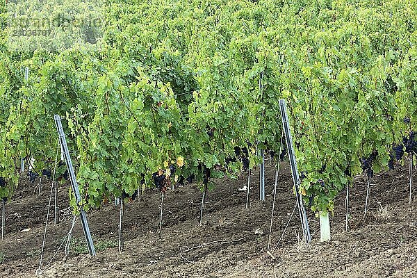 Wine-growing area of the Cramele Recas winery near the wine village of Rekasch  Recas  growing area of the red grape Cabernet Sauvignon France  Banat  Romania  Europe