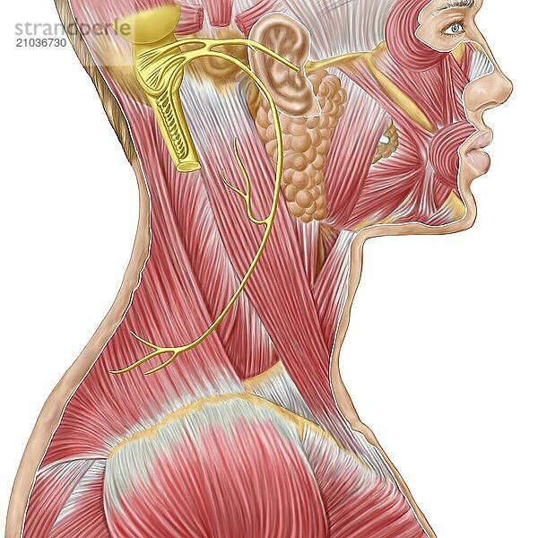 Accessory nerve view showing neck and facial muscles