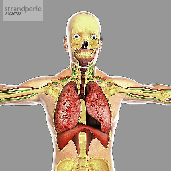 Human respiratory system