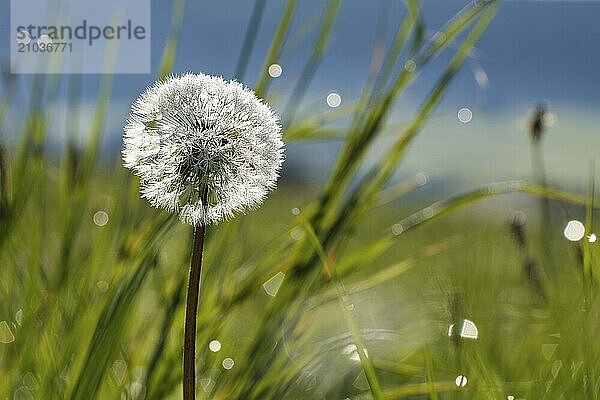 Dandelion with dewdrops on a green meadow. With beautiful bokeh in great light mood