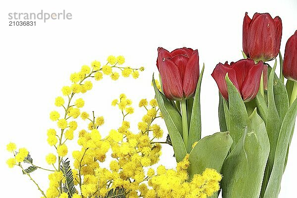 Bouquet of yellow mimosa flowers and red red tulip flowers isolated on white background  Easter  8 March women's day concept