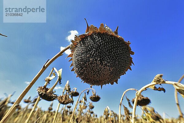 Romania  near Giurgiu in the south of the country  sunflowers ripe for the harvest  Europe