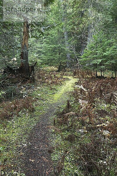 A small trail leads through a beautiful forest in autumn in north Idaho