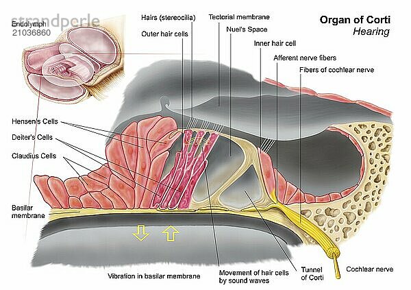 Anatomy of the organ of Corti  part of the cochlea of the inner ear