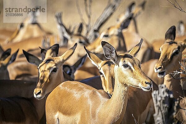 Herd of female black heeler antelope or impala (Aepyceros melampus)  Manyeleti Game Reserve  South Africa  Africa