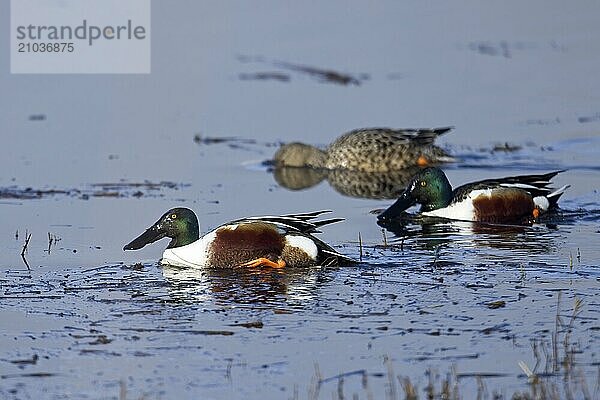 Three northern shovelers are swimming in a wetlands area in Hauser  Idaho