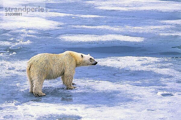 Polar bear (Ursus maritimus) walking on melting ice in the arctic  Svalbard