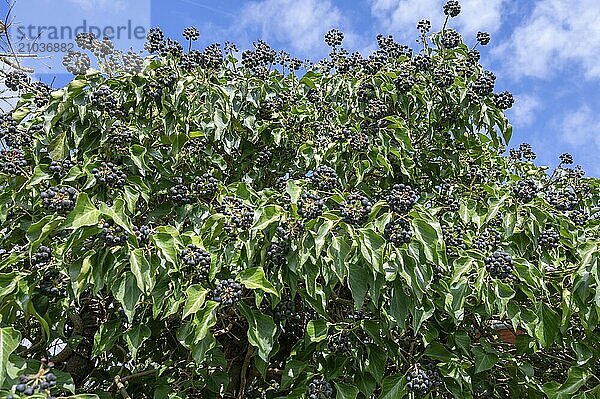 Common ivy (Hedera helix) with fruits  Bavaria  Germany  Europe