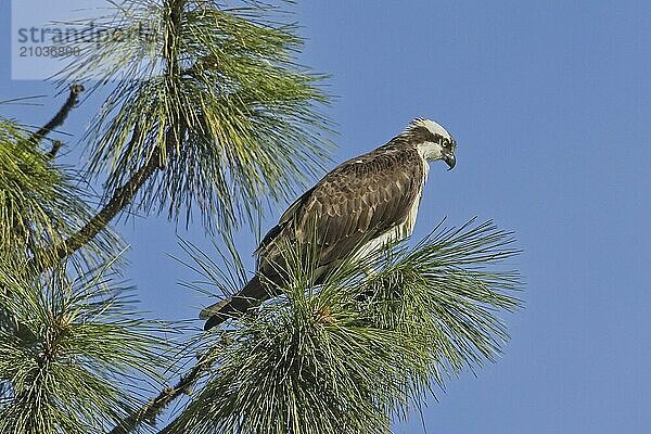 An osprey is perched on a branch in a tree on a sunny day in north Idaho