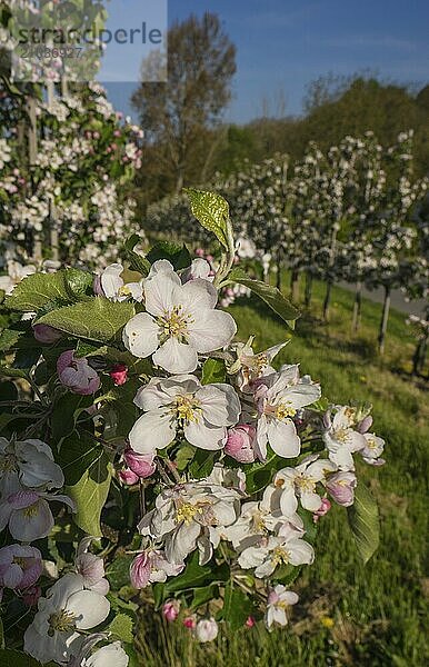 Apple orchards near Hagnau on Lake Constance