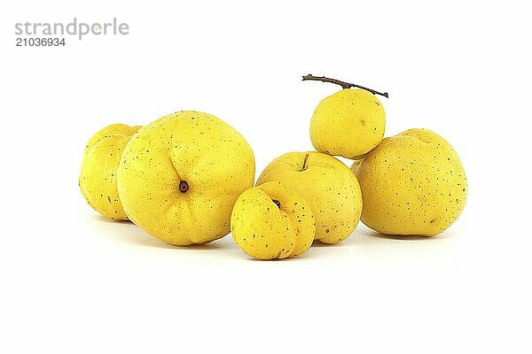 Bright golden-yellow quince fruits isolated on white background  full depth of field  Chaenomeles japonica or Japanese quince