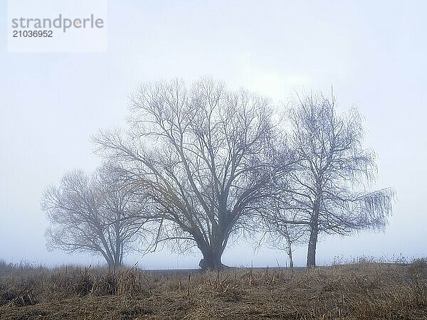 A moody landscape photo of three trees on a foggy morning in Liberty Lake  Washington