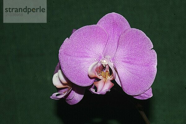 Large pink Phaleonopsis orchids on black background