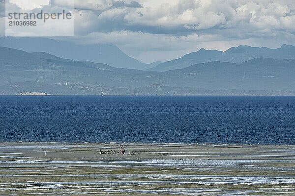 A group of people digging for shells at Rathtrevor Beach on Vancouver Island  Canada  North America