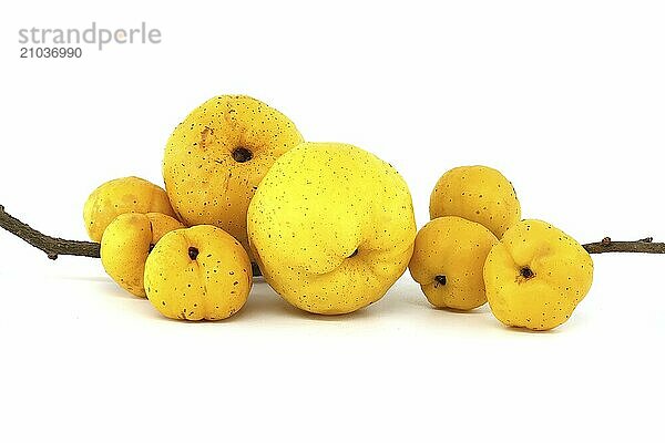 Collection of yellow quince fruits isolated on white background  full depth of field  Chaenomeles japonica or Japanese quince