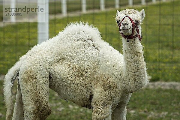 A rare albino camel baby standing in a small farm field near Monroe  Indiana