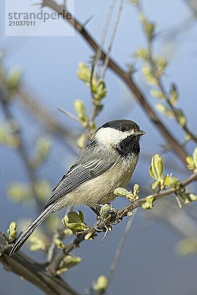 A portraiture of a small black capped chickadee songbird perched on a twig in Coeur d'Alene  Idaho