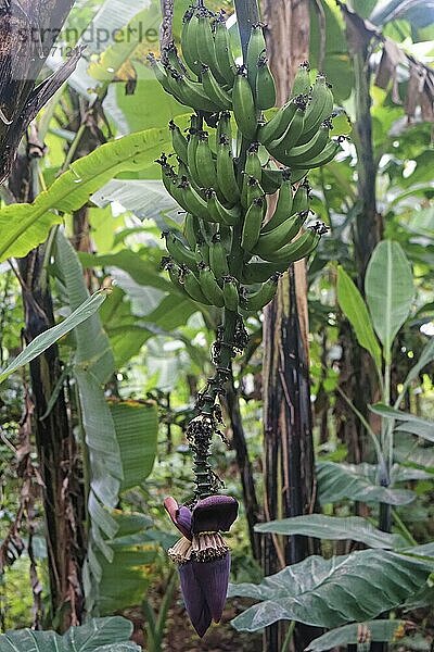 Bunch of green raw bananas at tree in Africa