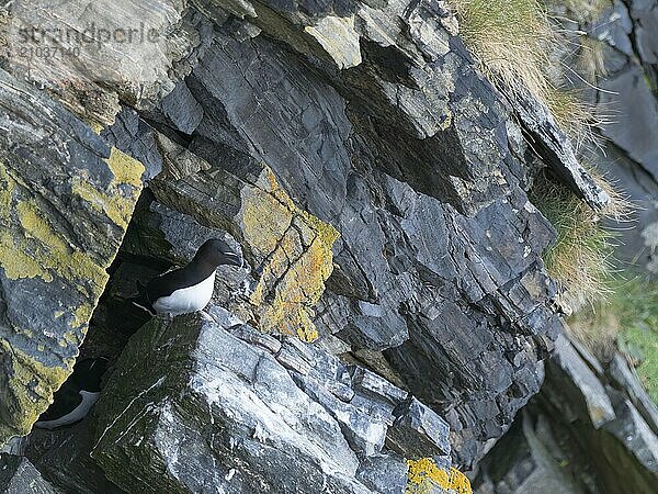 A razorbill sits in front of its breeding den on the bird island Runde  in Norway