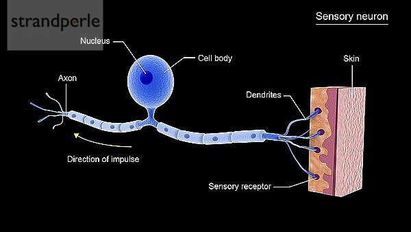 Conceptual image of a sensory neuron