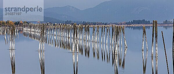 Large wood pilings in the waters of Pend Oreille River in Usk  Washington