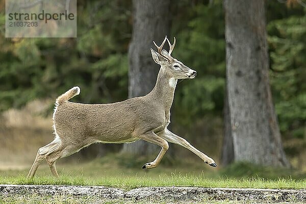 A white tail buck runs on the grass in a park in north Idaho