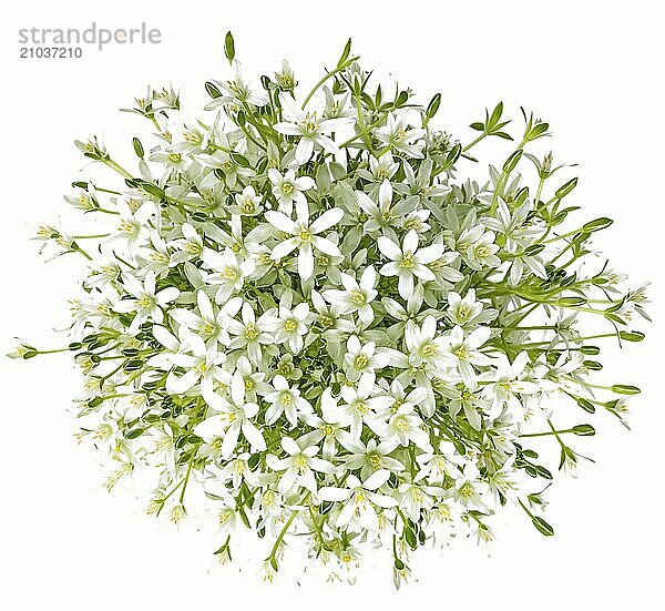 Bouquet of umbel milk star flowers on a white background