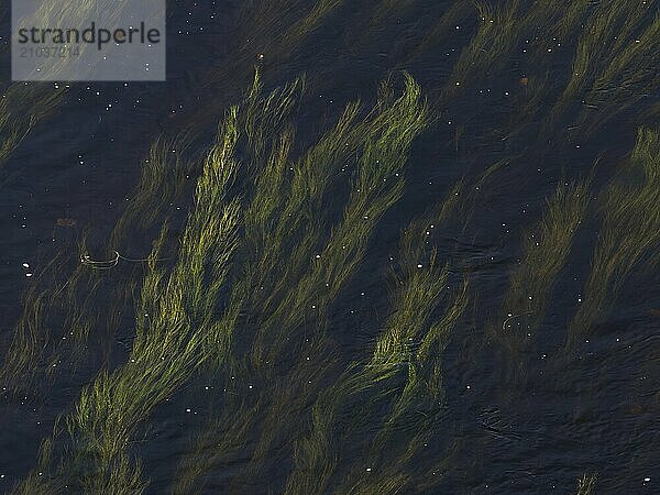 River water crowfoot in the Saxon Saale