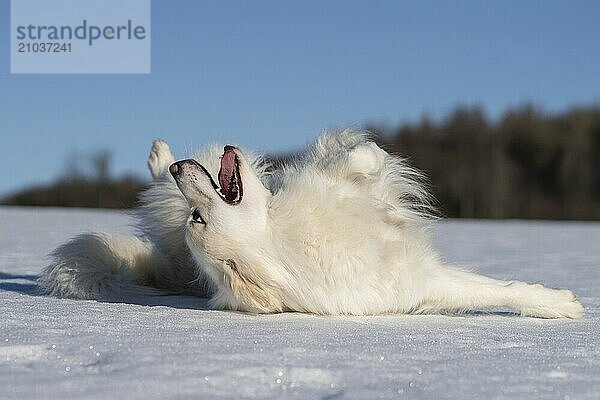 Icelandic dog rolling in the snow