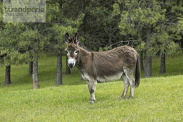 A side profile of a miniature donkey standing on the grassy field in north Idaho