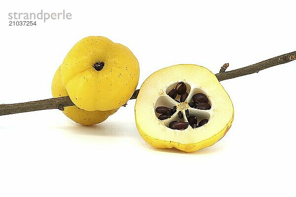 Bright golden-yellow quince fruits on leafless thorny branch and halved quince fruit isolated on white background  full depth of field  Chaenomeles japonica or Japanese quince