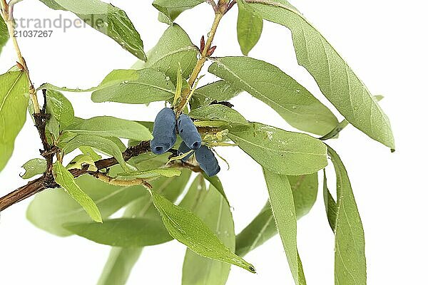 Honeysuckle berries and branch with leaves and berries isolated on white background