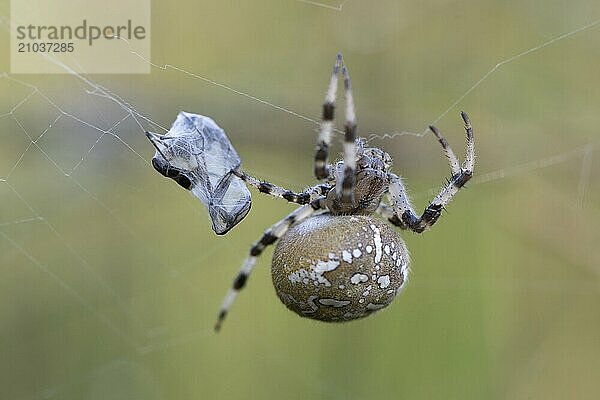 Marbled orb-weaver (Araneus marmoreus)  Emsland  Lower Saxony  Germany  Europe