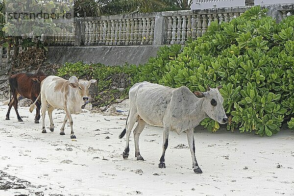 Cows walking at beach in Zanzibar