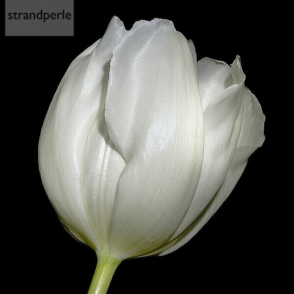 White tulip blossom against a black background