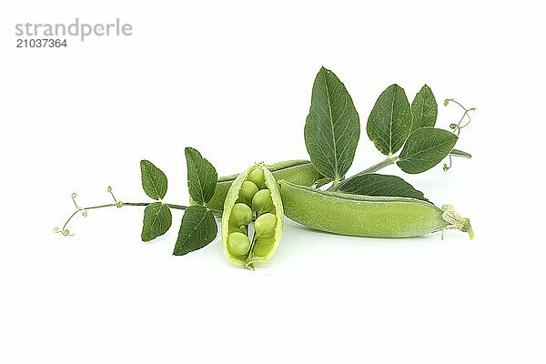 Fresh green peas  pea pods with green leaves and open pea pod in close up isolated on white background