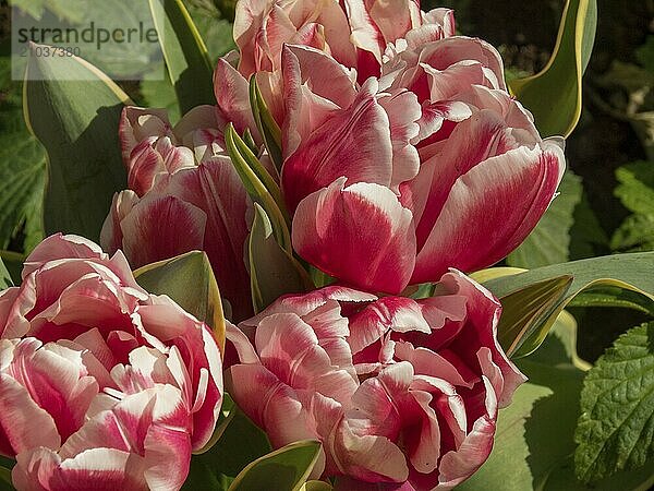 Close-up of pink tulip flowers in full bloom with green background  Amsterdam  Netherlands