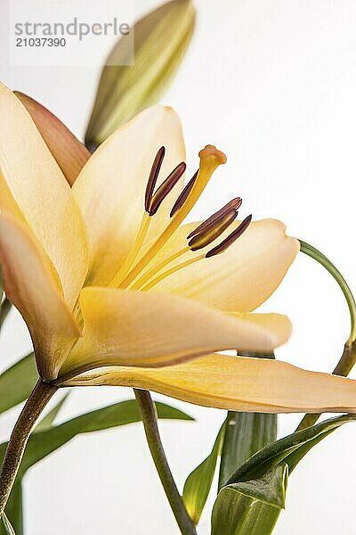 A studio macro image of pretty yellow lilies against a white background