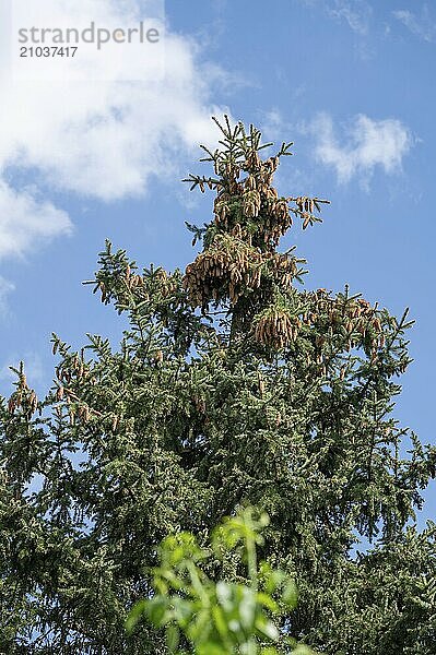 Pine cones in the crown of a fir trees (Abies)  Bavaria  Germany  Europe