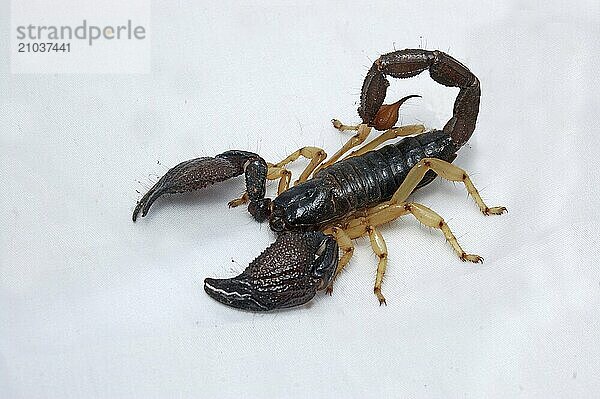 Scorpion from south India  Heterometrus xanthropus or H. fulvipes  on white background