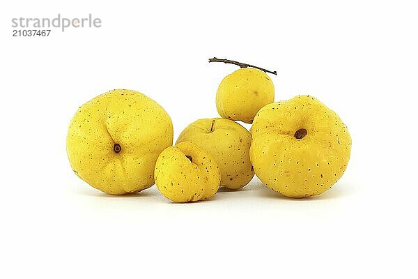 Collection of yellow quince fruits isolated on white background  full depth of field  Chaenomeles japonica or Japanese quince