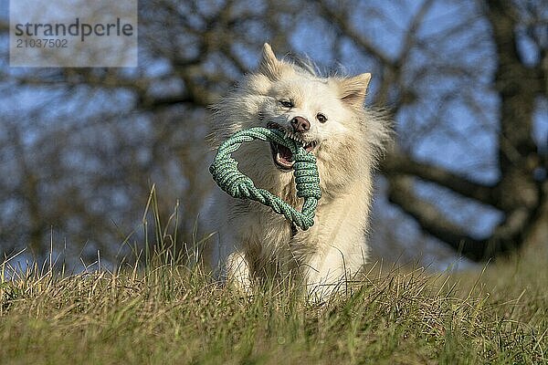 The joy of retrieving