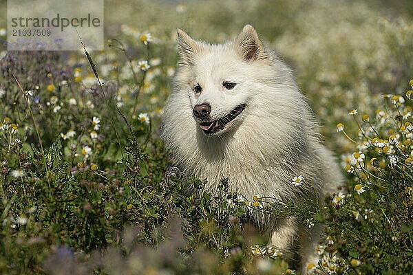 In the flower meadow