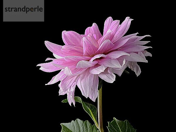 A studio photo of the side view of a pink dahlia flower against a black background