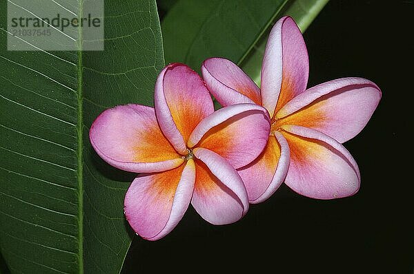 Pink frangipani flowers  South India