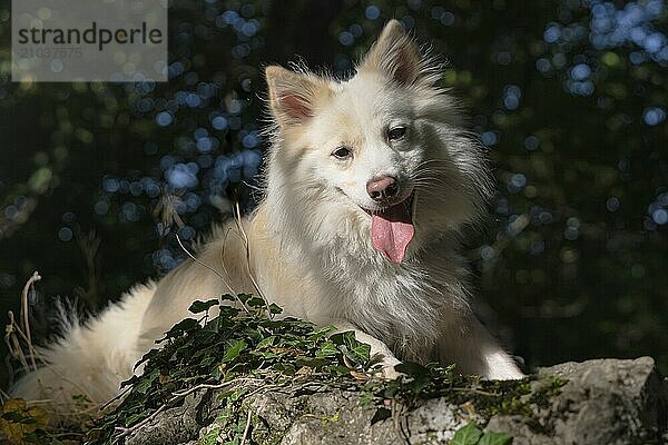 A portrait of the Icelandic dog