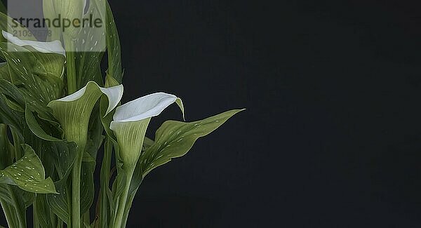 White calla lilies with a green leaves contrasting with the dark background  free copy space for text