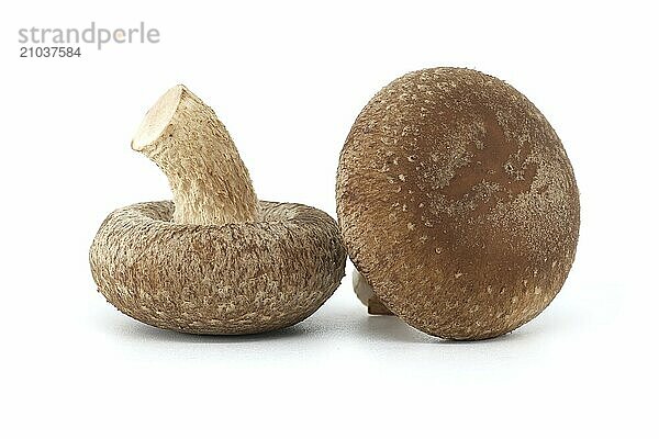 Fresh shiitake mushrooms  known for their health benefits and pharmacological properties  are isolated on a white background